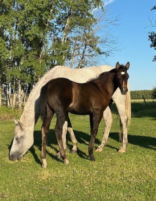 #15 Name Pending - 12 June 25, AQHA, Bay, Filly (Micky Command) X (Freckles Play Holly)